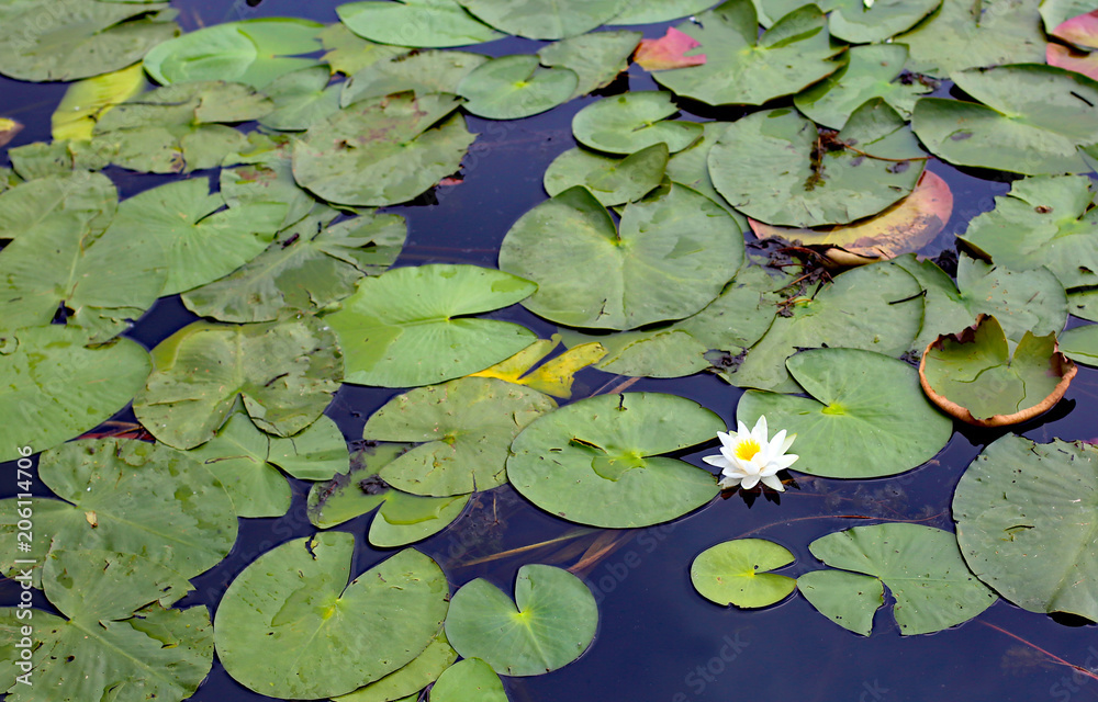 white flower and leaves of water lilies floating above the pond white flower and leaves of water lilies floating above the pond