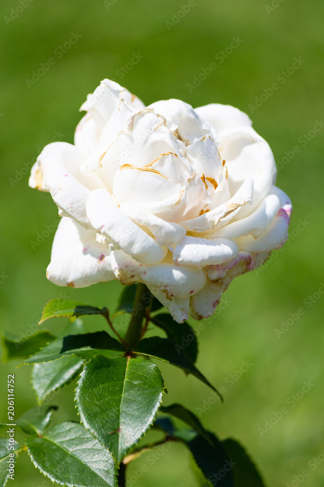 Rose flower in a garden Rose flower in a garden