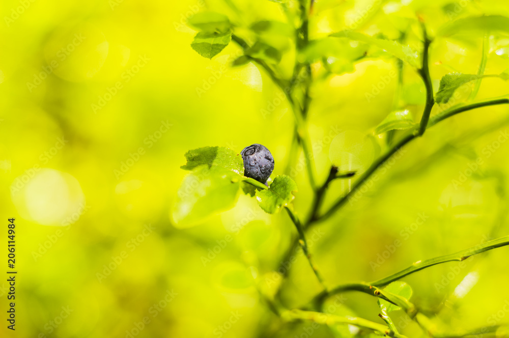 blueberries on bushes blueberries on bushes