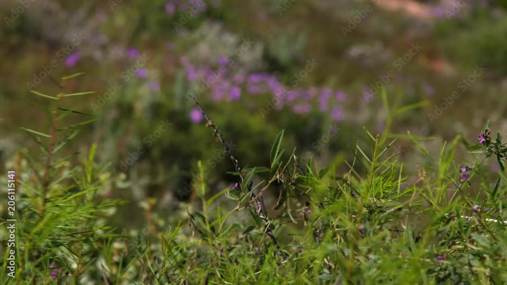 A medium shot of a purple flower. A medium shot of a purple flower.