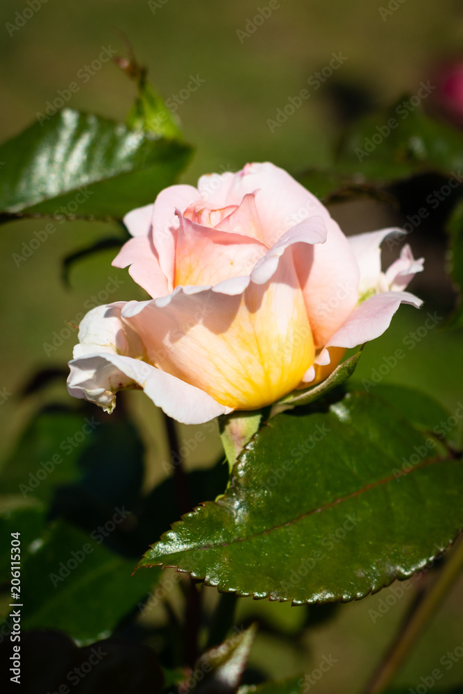 Rose flower in a garden Rose flower in a garden