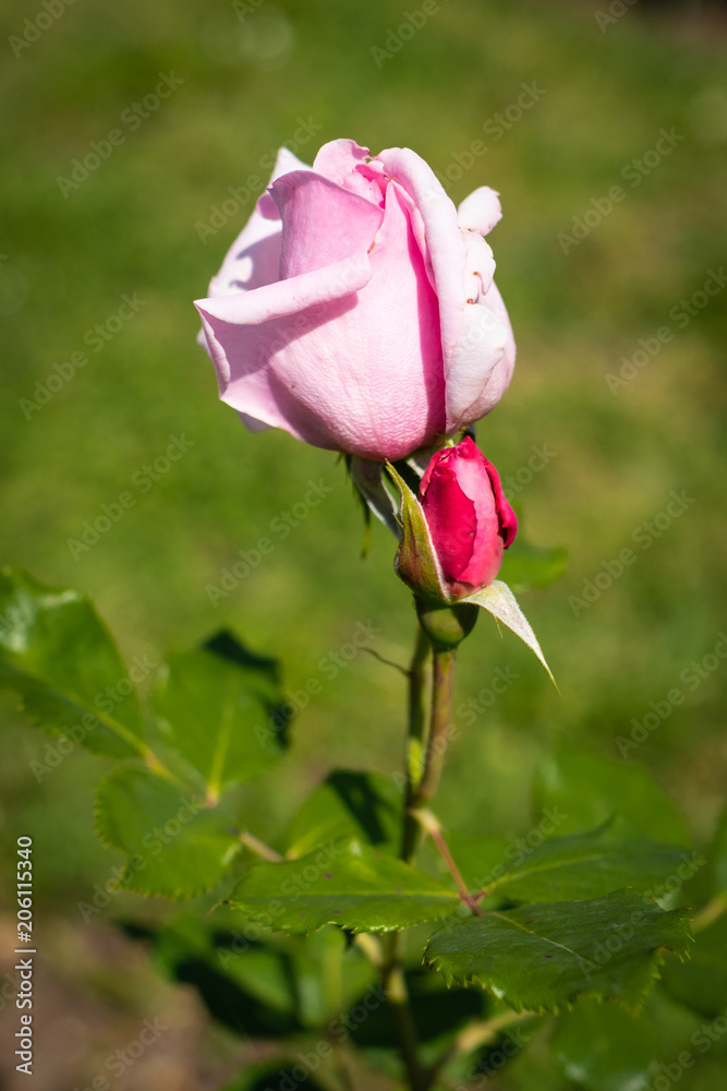 Fototapeta premium Rose flower in a garden