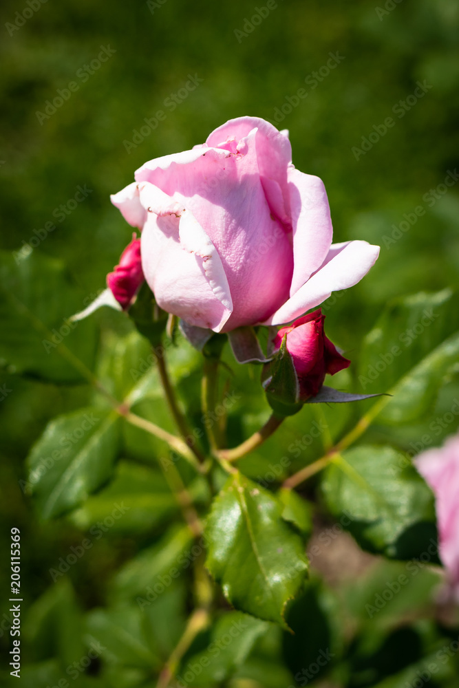 Rose flower in a garden Rose flower in a garden