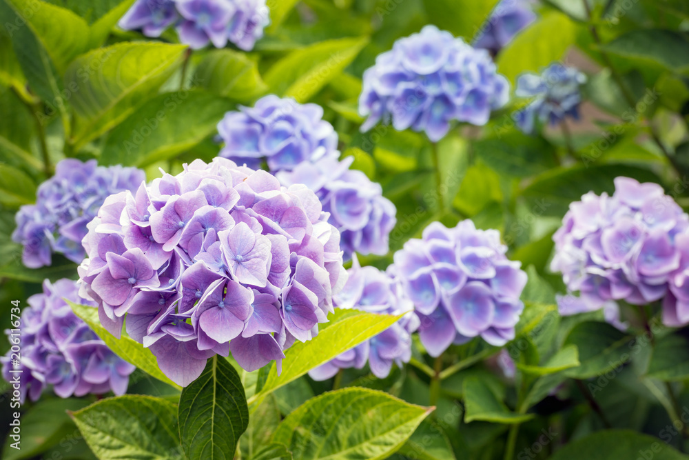 Violet and blue flowering Hydrangea macrophylla plant from close Violet and blue flowering Hydrangea macrophylla plant from close
