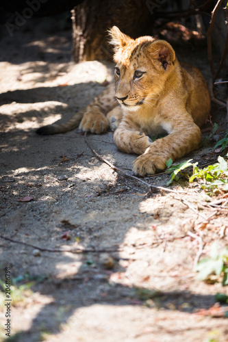 Fototapeta Naklejka Na Ścianę i Meble -  Cute lion cub