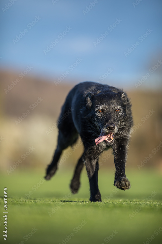Portrait of a black dog running fast outdoor, shallow DOF, sharp focus Portrait of a black dog running fast outdoor, shallow DOF, sharp focus