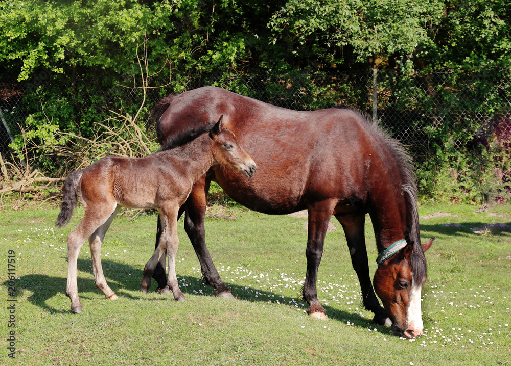 Bay New Forest Pony with her Foal on moor land Bay New Forest Pony with her Foal on moor land