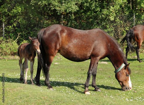 Bay New Forest Pony with her Foal on moor land