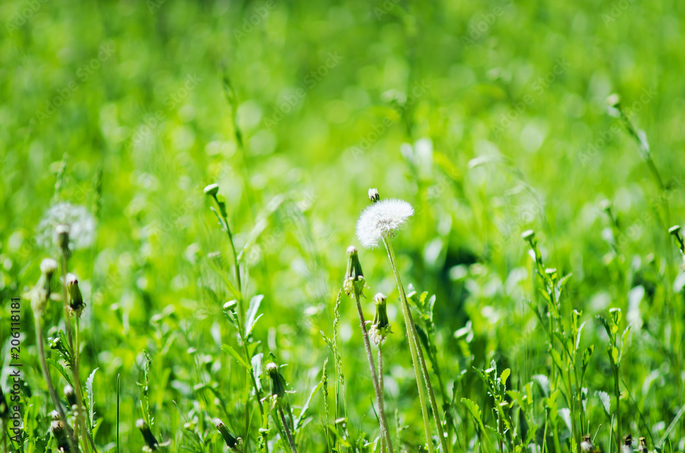Green grass, natural summer background. Selective focus.