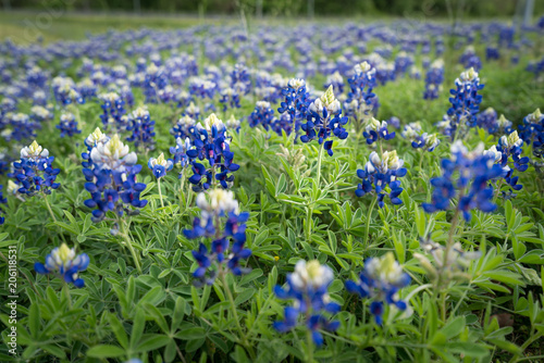 Texas Bluebonnets in the City