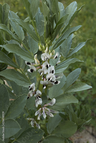 Vicia faba