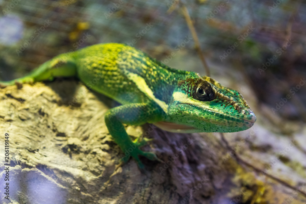 Obraz premium Green Lizard Green Lizard closeup