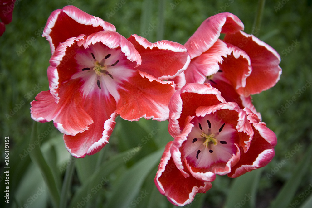 Tulip