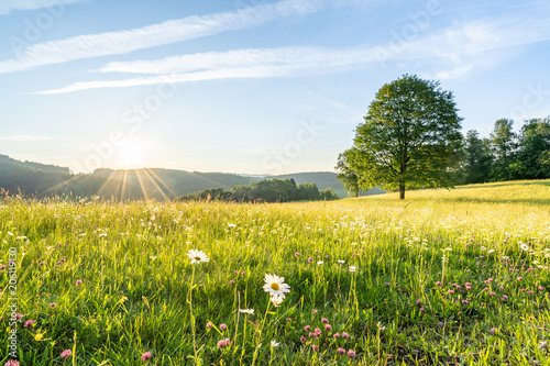 Sonnenaufgang im Schwarzwald