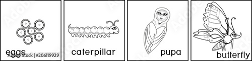 Coloring page. Life cycle of butterfly