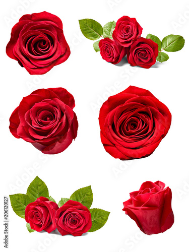 flower rose petal blosspm background