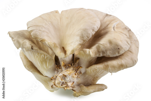 Fresh mushroom ,oyster mushroom isolated on white background with clipping path.