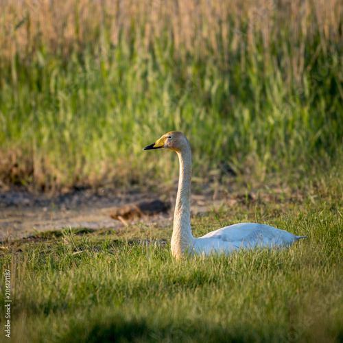 Resting song swan