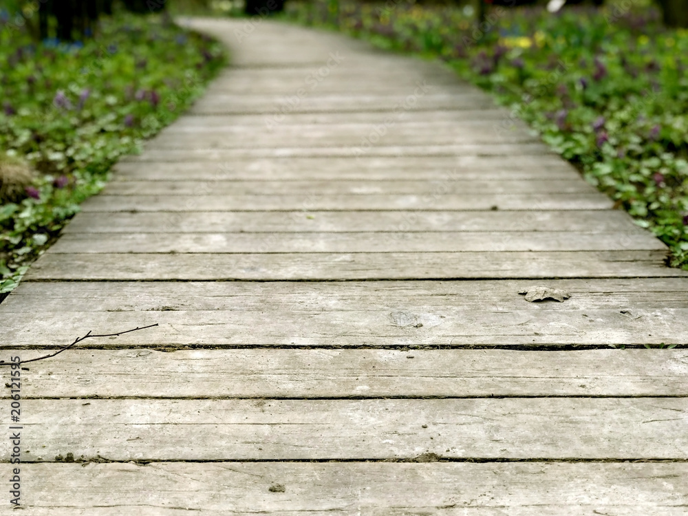 The path in the park, covered with boards
The path in the park, covered with boards