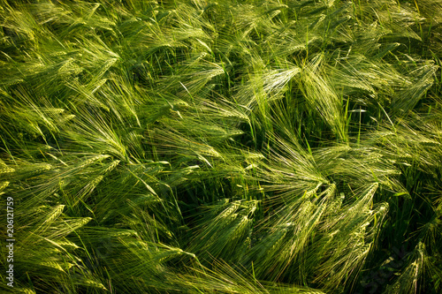 green field with unripe rye