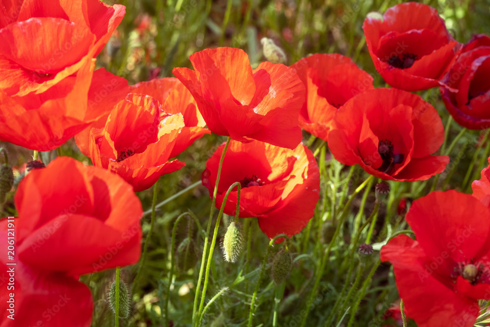 Obraz premium Fleur de coquelicot rouge dans un champs