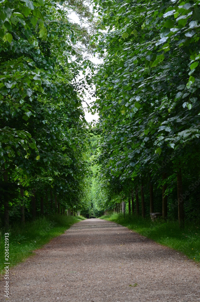 forêt forêt