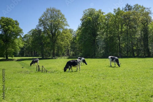 Four Cows feeding on a full green meadow near the Forest
