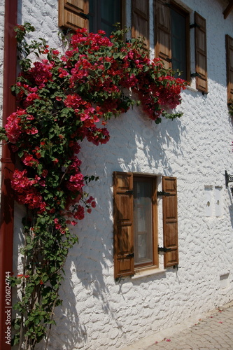 Wooden windows of an old white house covered with beautiful flowers 
