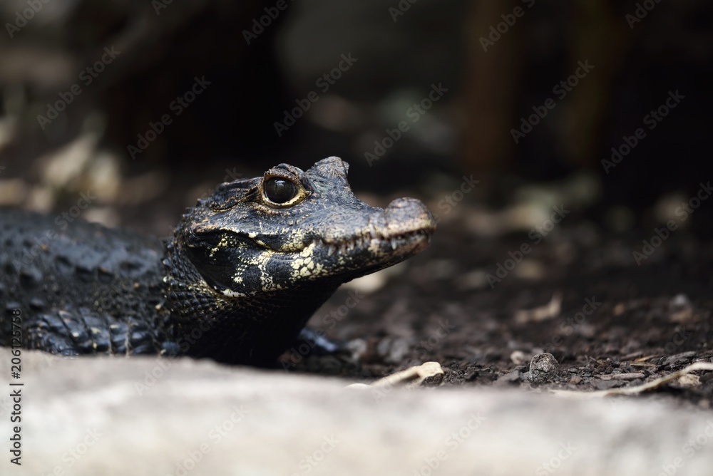 Naklejka premium crocodile head frontal