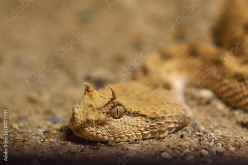 detail of the head of the viper's horns peeks out of the sand