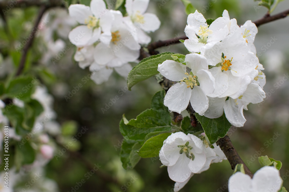 Fototapeta premium white flowers of apple