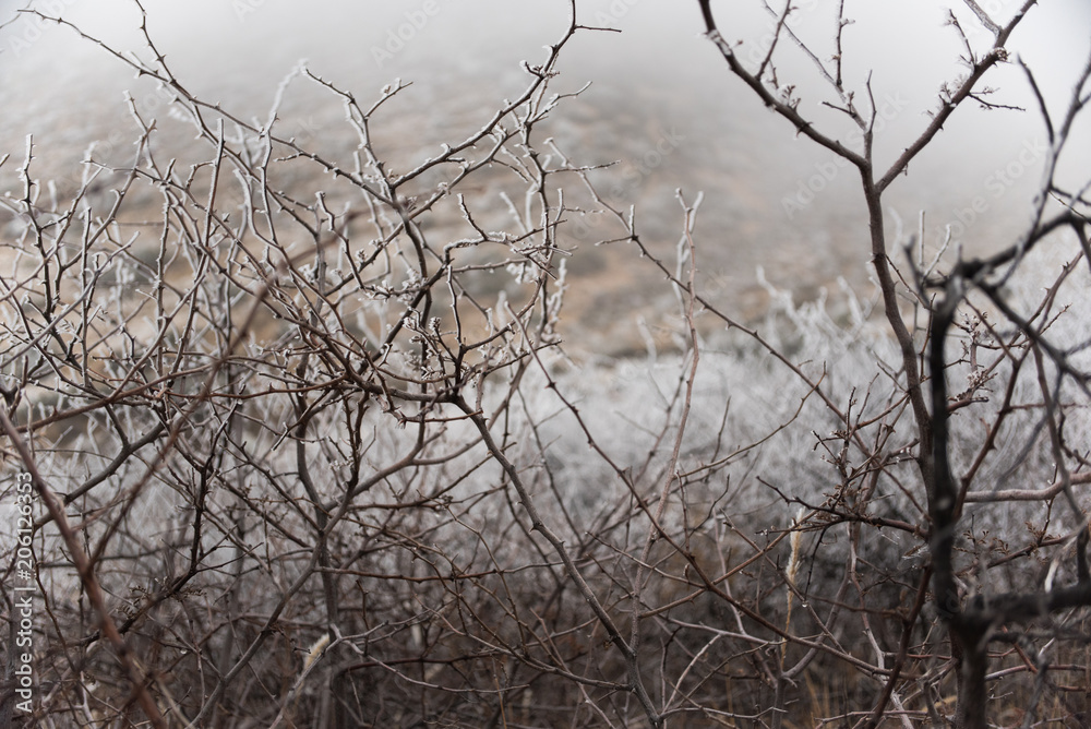 Fototapeta premium A fog and frost covered New Mexican desert landscape in the winter. 