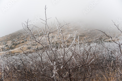 A fog and frost covered New Mexican desert landscape in the winter. 