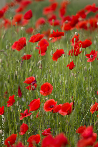  Beautiful Poppy Flower Bloom On Spring Field