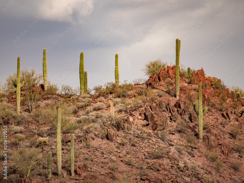 Fototapeta premium Hill of Seguaro Cactus in Sedona Desert of Arizona