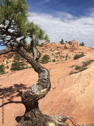 Tree In The Desert  © Karen