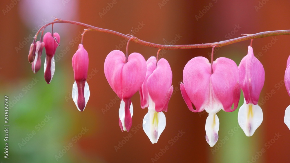 Fototapeta premium Blüten vom Tränenden Herz