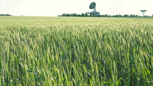 Field of green rye