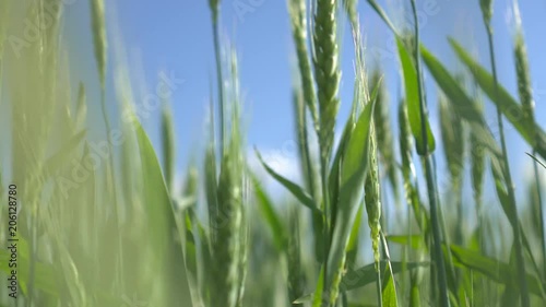 spikes of green wheat