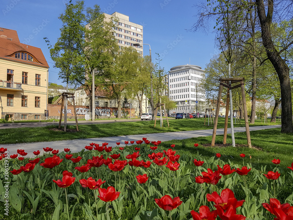 Frankfurt (Oder), Tulpen blühen im Frühling