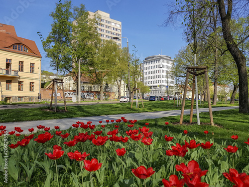 Frankfurt (Oder), Tulpen blühen im Frühling