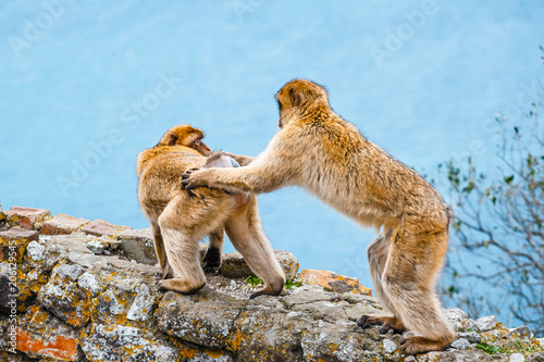 closeup of a pair of macaques in a reserve on the Gibraltar peninsula