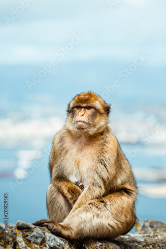 Portrait of a wild female macaque.  Macaques are one of the most famous attractions of the British overseas territory © dziewul