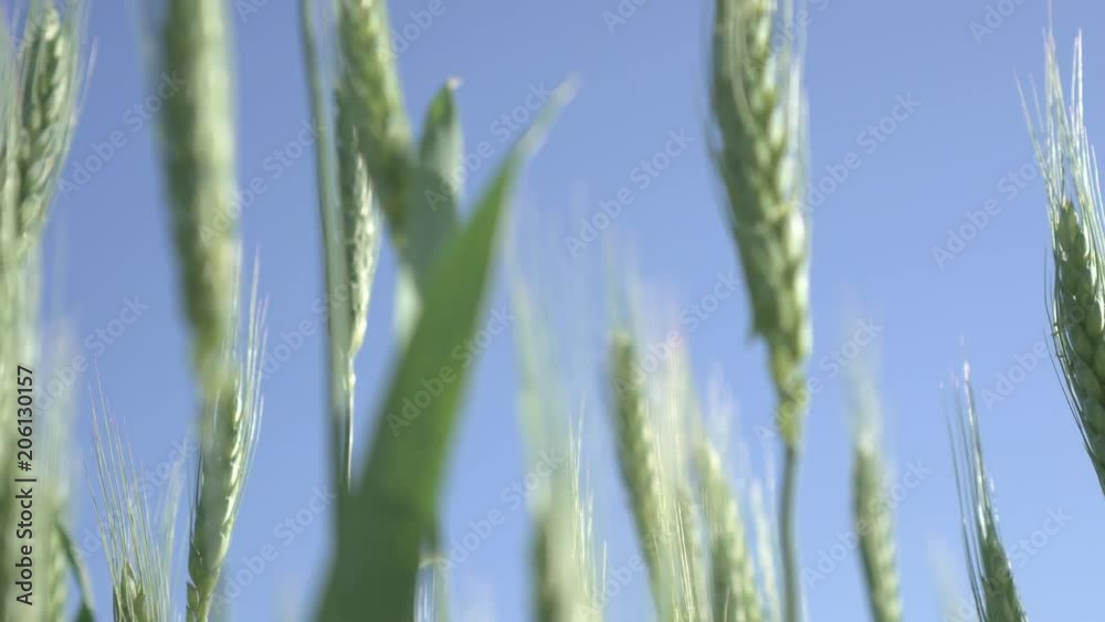 spikes of green wheat spikes of green wheat