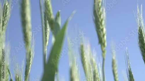 spikes of green wheat
