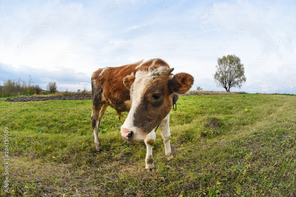 Young bull on the pasture, grazing livestock, life in village, wide angle with fisheye effect
