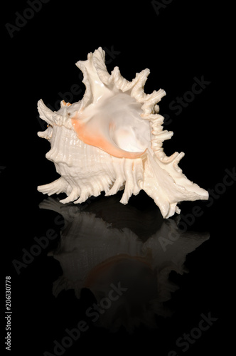 Sea shell isolated on black background, murex shell