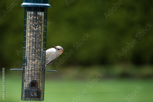 Εκτύπωση καμβά Beautiful woodpecker at bird feeder