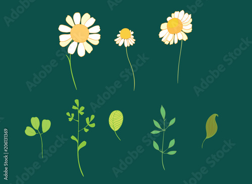 Set of vector daisy flowers and leaves. Great for spring and summer party invitations,packaging, scrapbooking design projects. Surface pattern design.