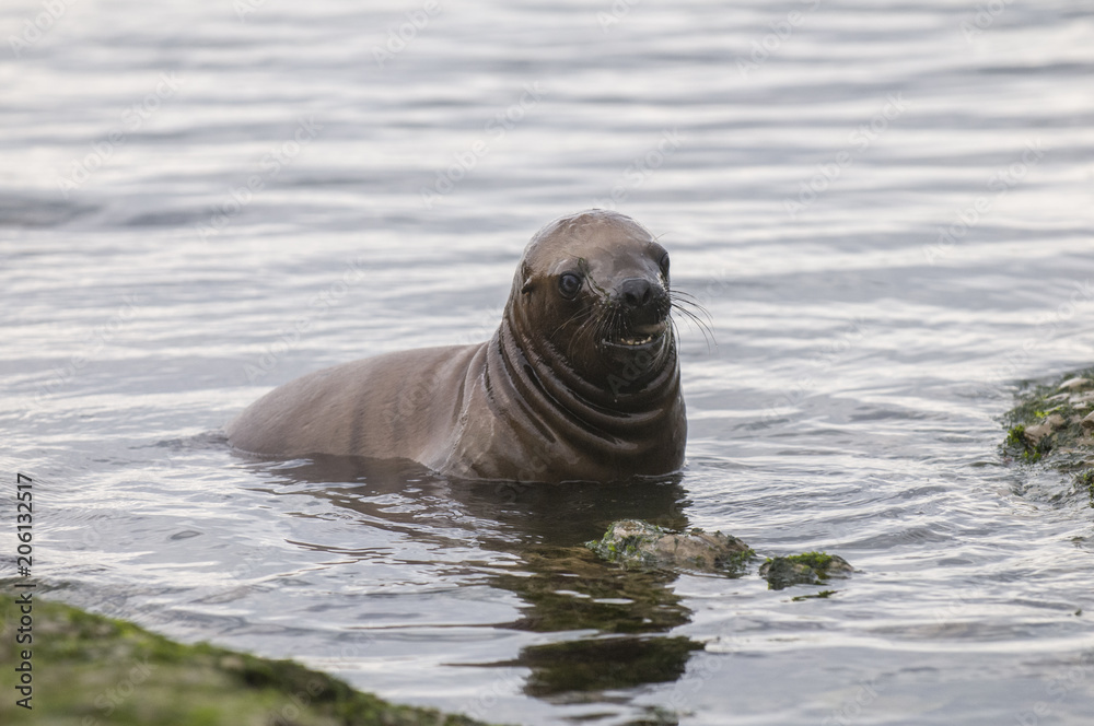 Fototapeta premium Sea Lion pup , Patagonia Argentina